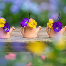 Flowers, pansies, clay, Watering Cans, Three