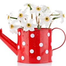 White, peas, red hot, watering can, narcissus