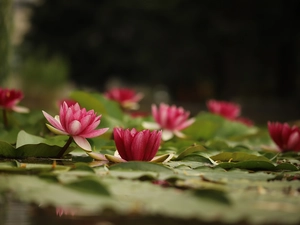 Leaf, Flowers, Nenufary, Waterlily, Water lilies