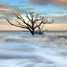 dry, sea, Waves, trees