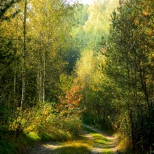 Way, forest, forest, birch, autumn