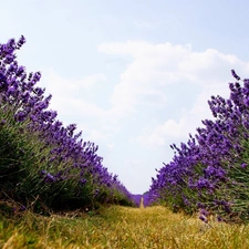 Way, Field, lavender