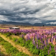 Mountains, field, Way, clouds