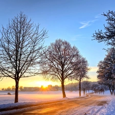 field, east, trees, sun, winter, Way, viewes