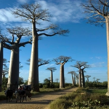 Way, wagon, viewes, Baobabs, trees