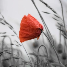 Red, red weed