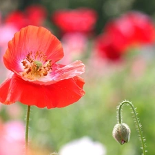 Red, red weed