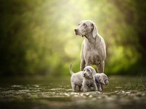 Dogs, puppies, wander, Weimaraner