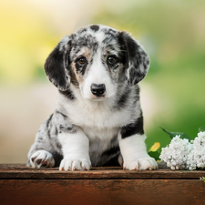 Puppy, White, without, Welsh corgi cardigan