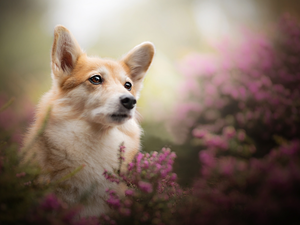 dog, muzzle, heathers, Welsh corgi pembroke
