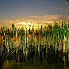 west, grass, lake