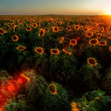 sun, Nice sunflowers, west