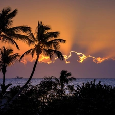 Palms, sea, west, sun, clouds, Ship