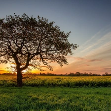 west, sun, medows, trees, field