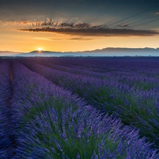 Field, France, west, Sun, lavender, Provence
