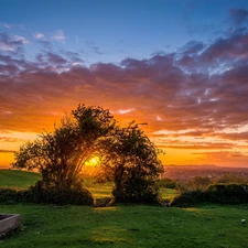 west, sun, trees, viewes, Meadow