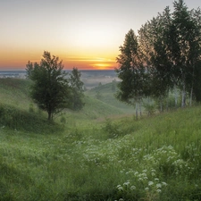 trees, medows, west, sun, viewes, Flowers