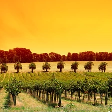 west, sun, Sapling, fruit, vineyard