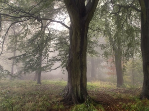 Bingley City, forest, Path, trees, Fog, West Yorkshire County, England, viewes