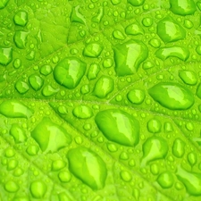 leaf, Light Green, wet