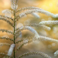 Tamarisk, plant, wheels, White