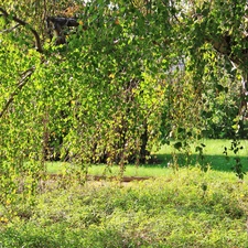 cork, birch-tree, White