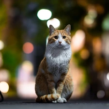 cat, gazing, Red-white