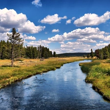 White, clouds, forest, Meadow, River