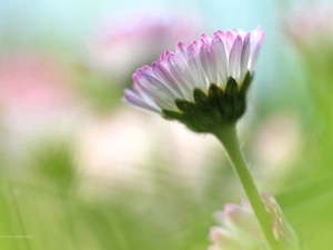 Colourfull Flowers, daisy, White