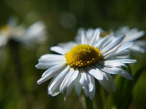 daisy, White, Colourfull Flowers, Field