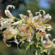 tiger Lilies, Colourfull Flowers, White