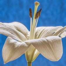 Lily, Colourfull Flowers, White