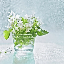 decoration, Campanula Portenschlagiana, White, Campanula