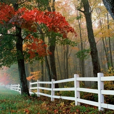 White, Fance, autumn, Fog, forest