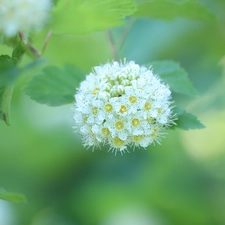 Flowers, White, Bush, Spiraea Van Houtte