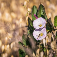 Flowers, Field Bindweed, White