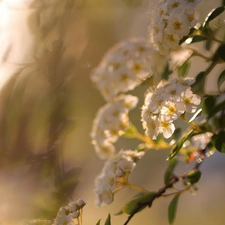 Flowers, White, Spiraea Van Houtte