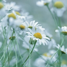 Flowers, Corn Chamomile, White