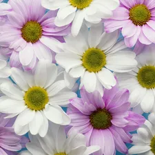 Flowers, lilac, Chrysanthemums, White