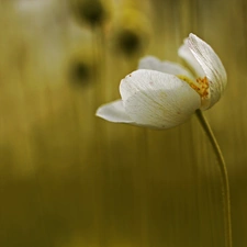 Colourfull Flowers, anemone, White