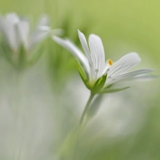 Colourfull Flowers, Cerastium, White