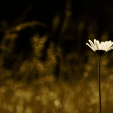 Colourfull Flowers, Daisy, White