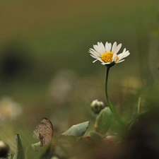 Colourfull Flowers, daisy, White