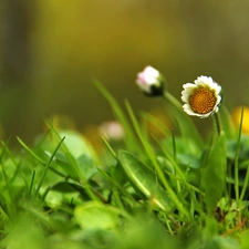 Colourfull Flowers, daisy, White