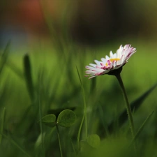 Colourfull Flowers, daisy, White