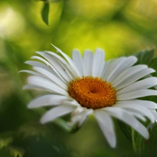 Colourfull Flowers, Daisy, White