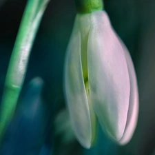 Colourfull Flowers, Snowdrop, White