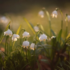 Flowers, Spring Snowflakes, White