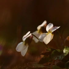 Flowers, fragrant violets, White