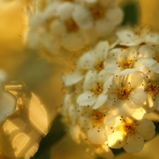 White, Flowers, Spiraea Van Houtte